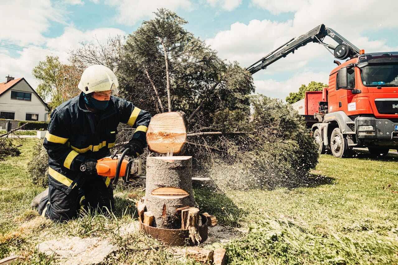 Best Dead Tree Removal  in Laingsburg, MI